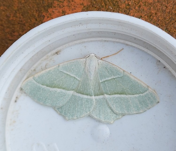 Photo of Light Emerald (Campaea margaritaria)